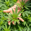 Compelling Reasons to Consider Switching to Vaping Dry Herbs